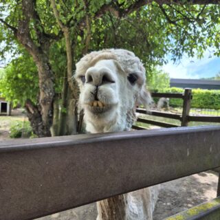 Tierparkausflug6